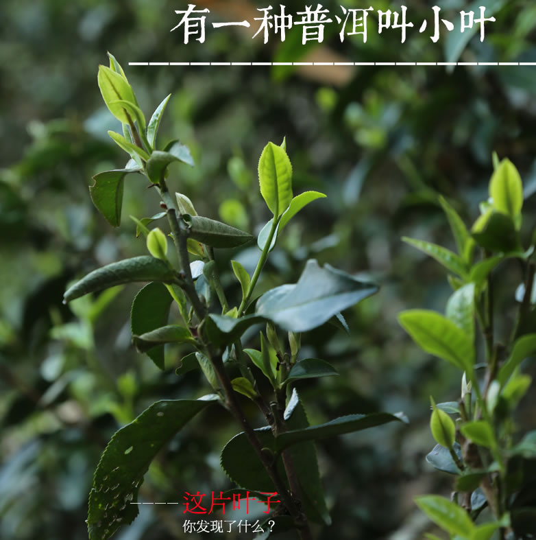 倚邦 倚邦普洱茶 2015中樂號倚邦古樹茶 六大古茶山 357克